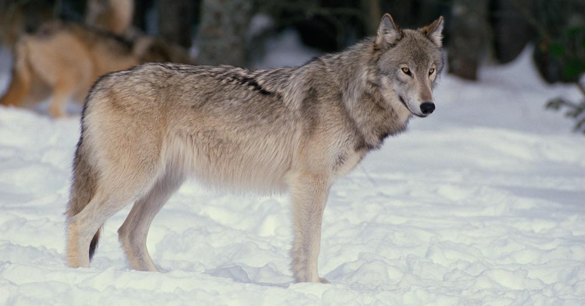 Wisconsin Wolf Hunt 2021: Hunters Can Kill 300 Gray Wolves