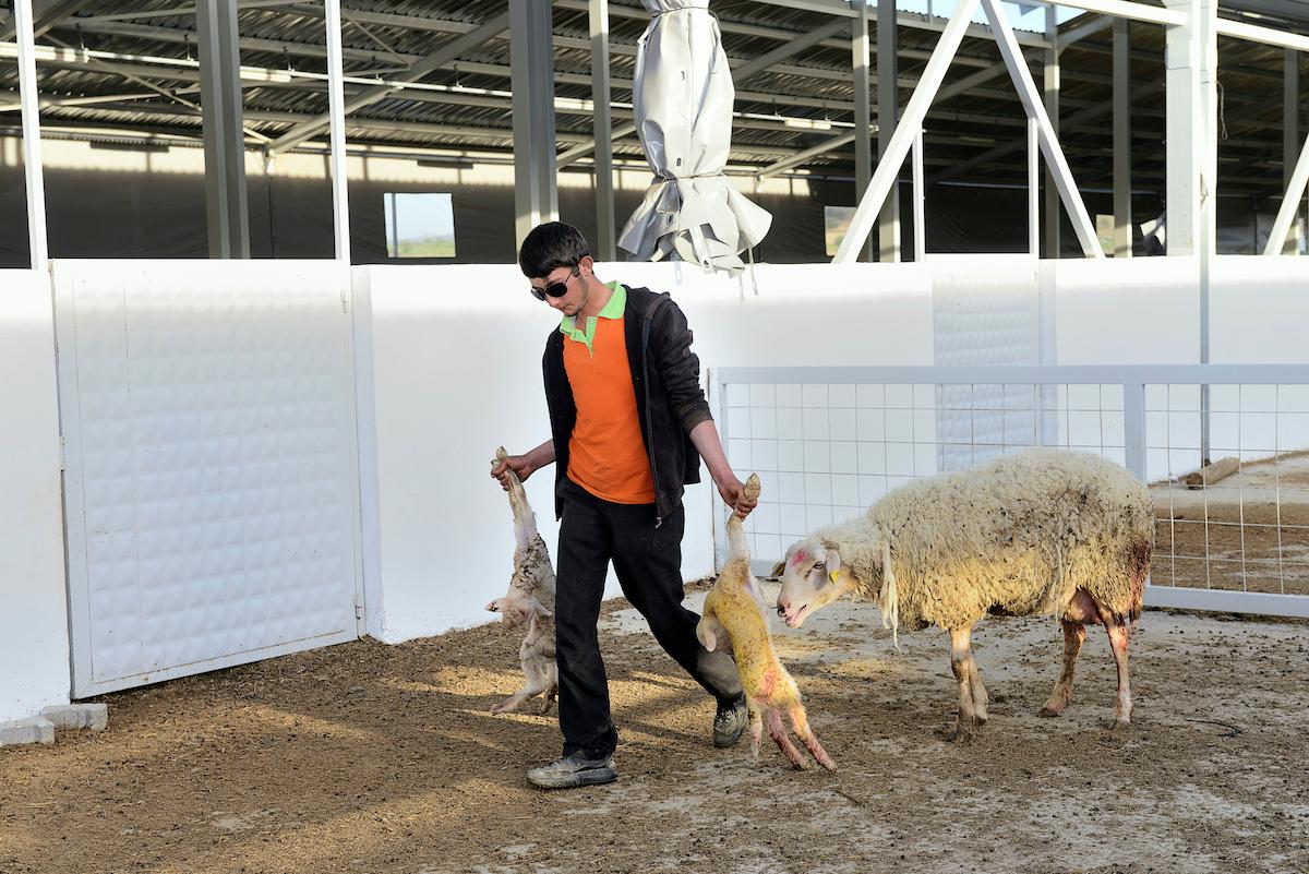 A man carries two slaughtered lambs alongside a sheep.