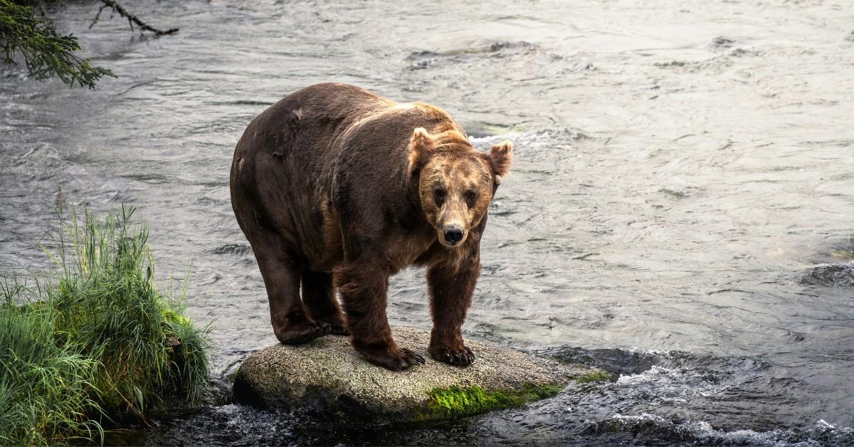 A bear stands on a rock in the water