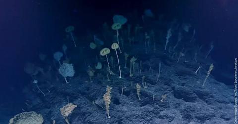 A carpet of odd alien-like creatures sticking out of the Pacific Ocean floor. (Cover Image Source: YouTube | @oceanexplorergov)