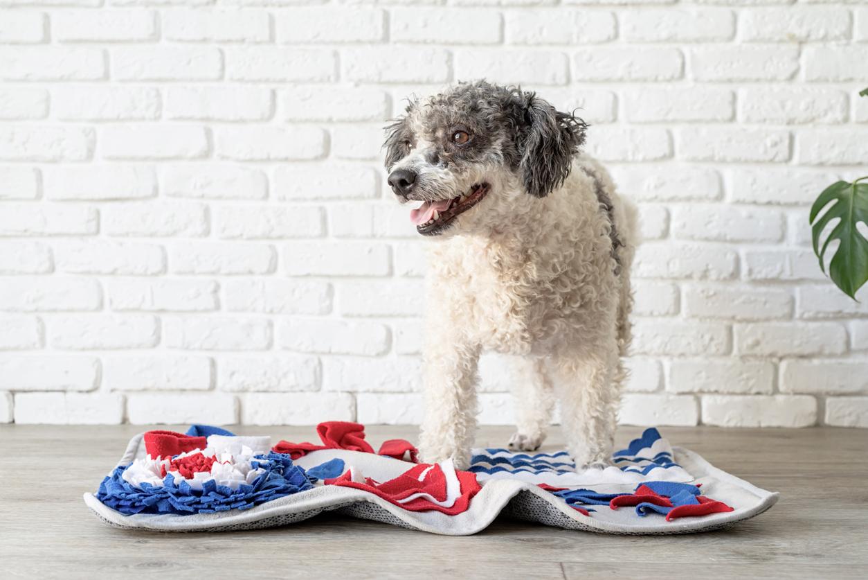 Blue Snuffle Mat, Dog Enrichment Mat