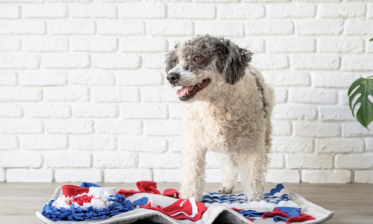 How to Make a Snuffle Mat at Home A Simple Guide