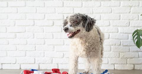 Mixed breed dog standing over a red, white, and blue snuffle mat