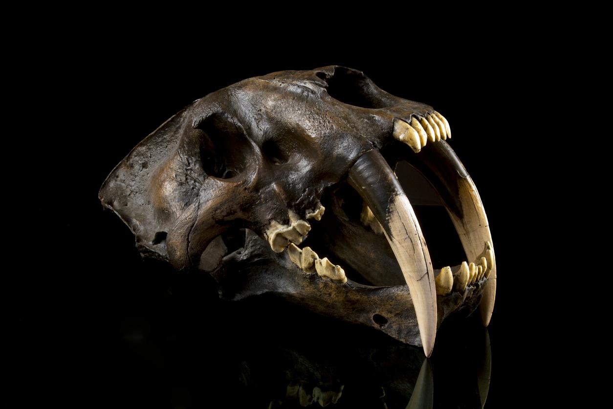 Saber-toothed cats