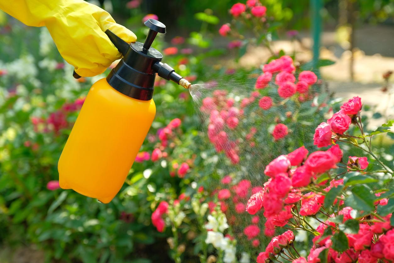 Person wearing yellow gloves and spraying roses with a pesticide.