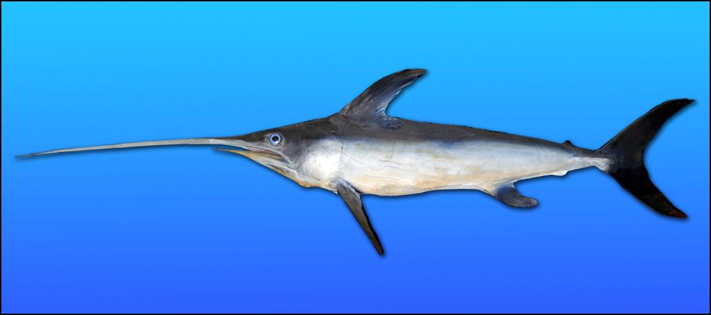 A Swordfish