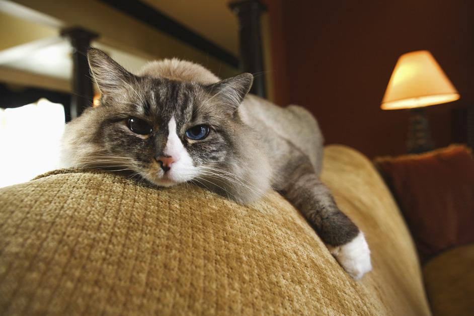 Cat lying on couch