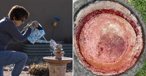 (L) A woman filling up her bird bath. (Representative Cover Image Source: Getty Images | Tetra Images) | (R) A bird bath with red pigmentation. (Cover Image Source: Reddit | u/Radiant_Leader)