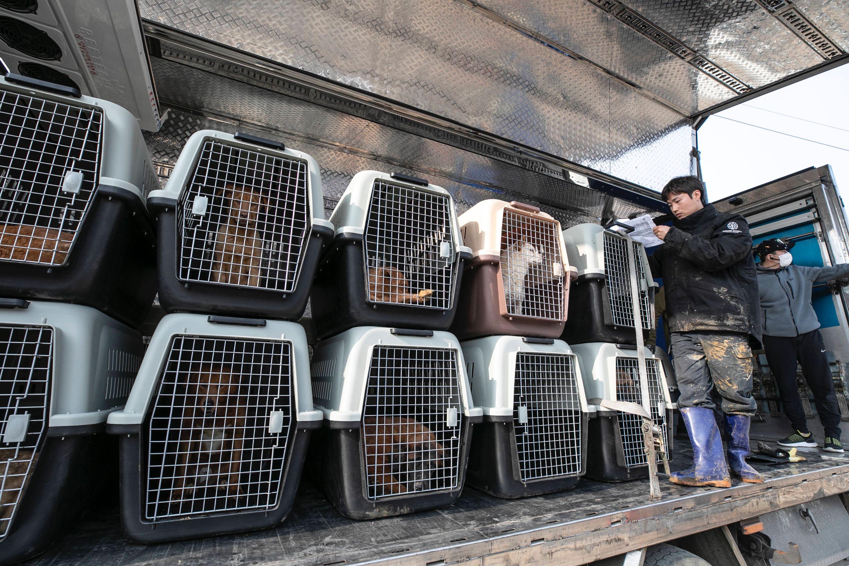 Sangkyung Lee, Dog Meat Campaign Manager of HSI Korea, checks the list of the dogs and the crates during the rescue operation on a dog meat farm in Asan, South Korea.