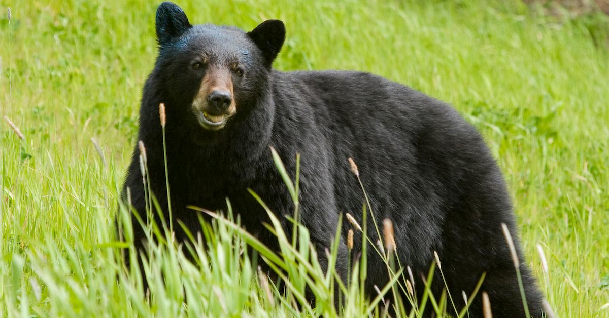 New Jersey Bear Hunt Will Go On, Despite Animal Activists' Lawsuit