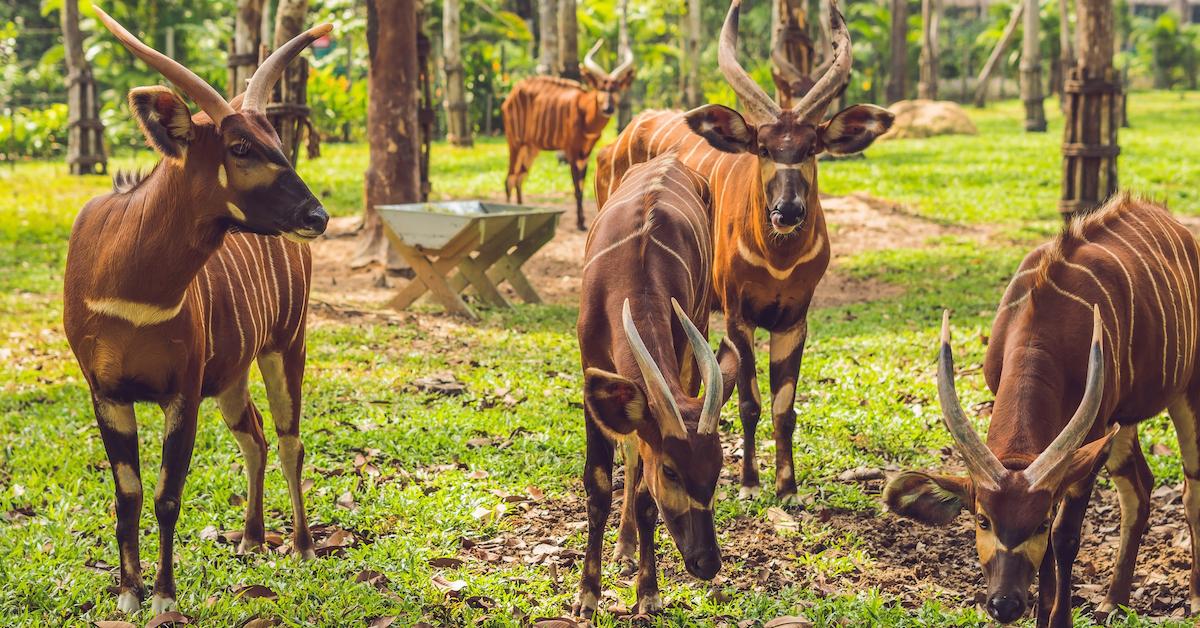 Kenyas Mountain Bongos: הקאמבק שלהםKenyas Mountain Bongos: הקאמבק שלהם  