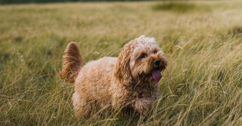 Dog roaming in a field of tall grasses (Representative Cover Image Source: Pexels | Photo by Oliver Morgan Media)