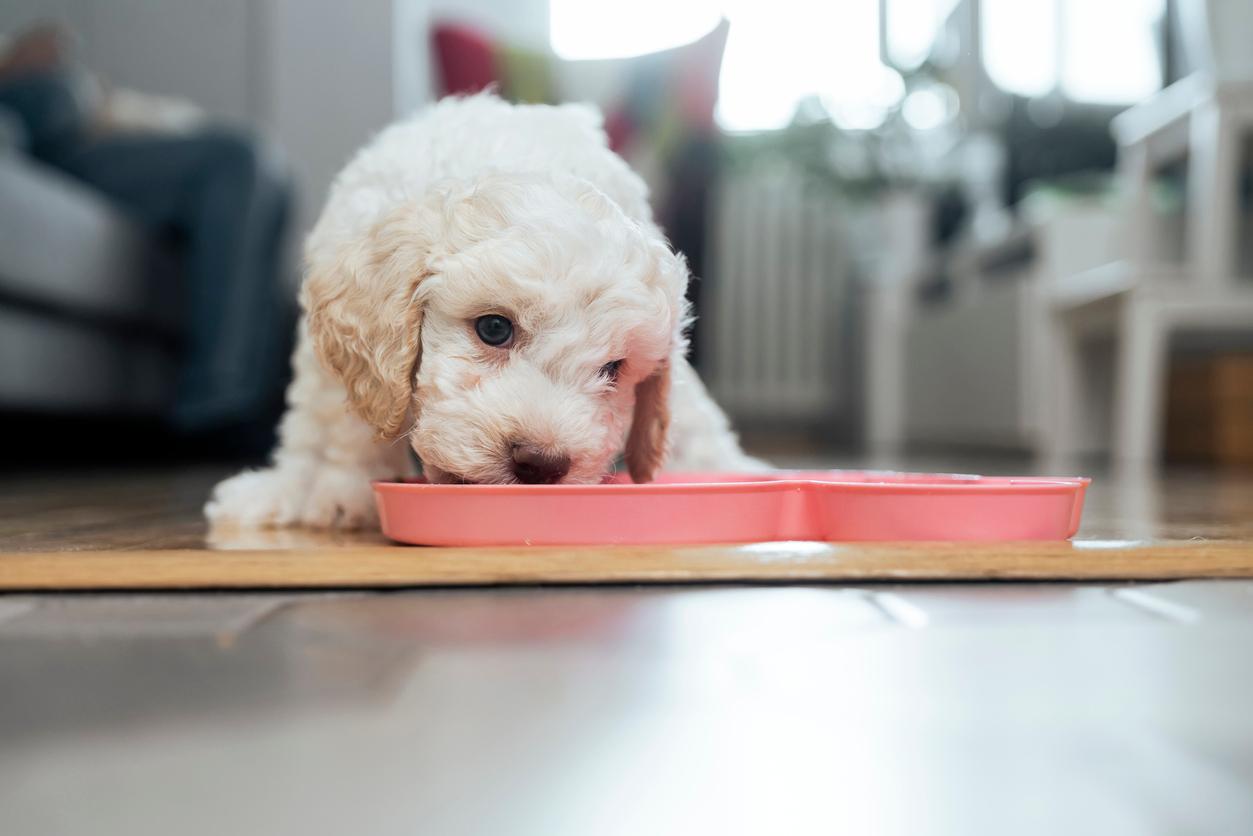 A white Lagotto Romagnolo puppy eats from a pink food bowl.