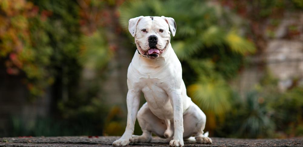 A white American bulldog sitting outside. 