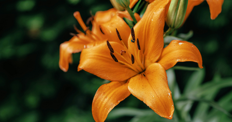 Are the Flowers of a Lilly Toxic to Cats When They Eat Them?