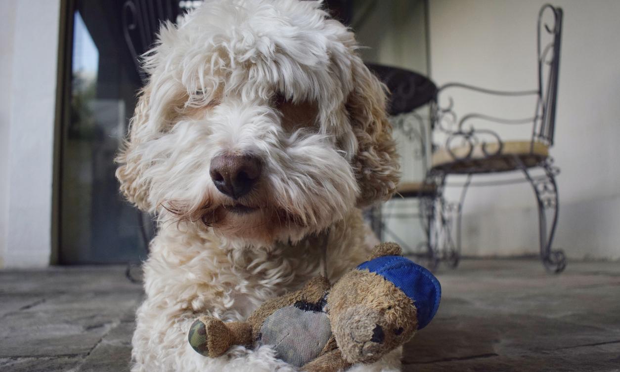 How to Clean Dog Toys A Guide for Pet Parents