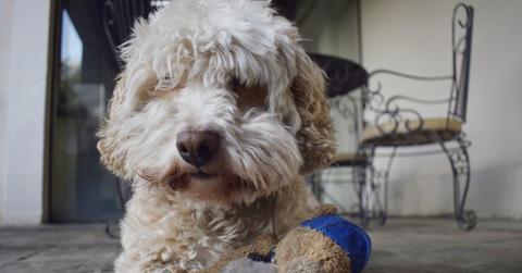 Dog on the floor with a dirty stuffed animal.