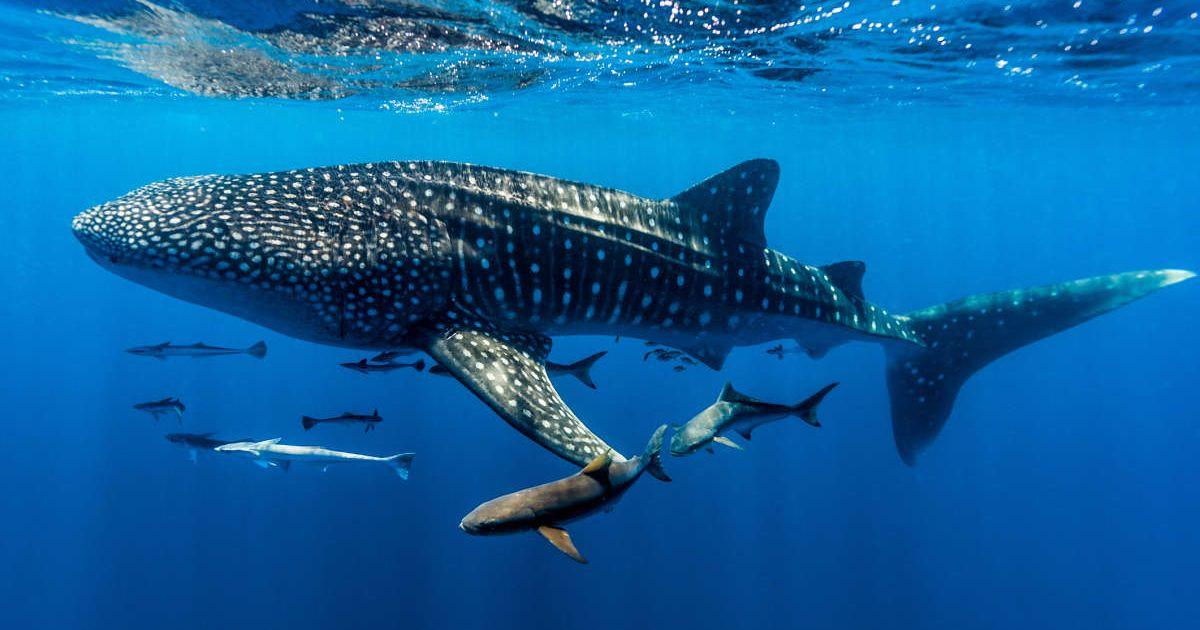 Surreal shark swimming in deep waters. (Representative Cover Image Source: Getty Images | Jason Edwards)