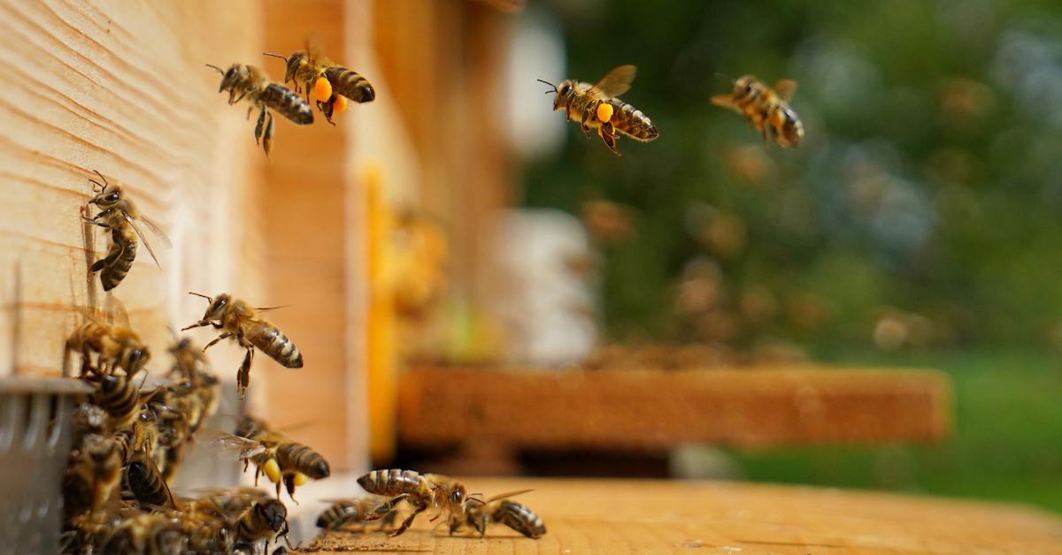 Bees flying near a wall