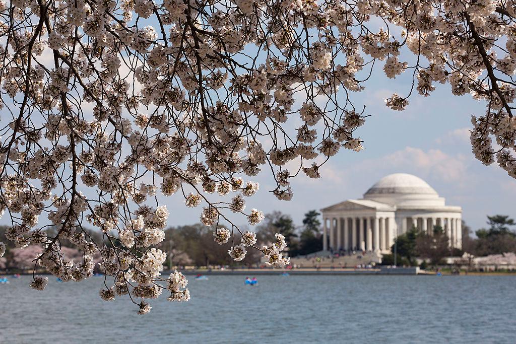 Where To See the DC Cherry Blossoms