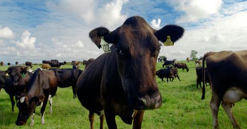 greenhouse effect cows