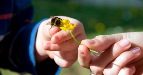 A bee gathers nectar and pollen on a yellow flower while a little boy holds it. (Representative Cover Image Source: Getty Images | Black Jake)
