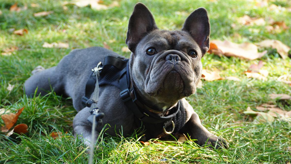 A black French bulldog laying in a field.