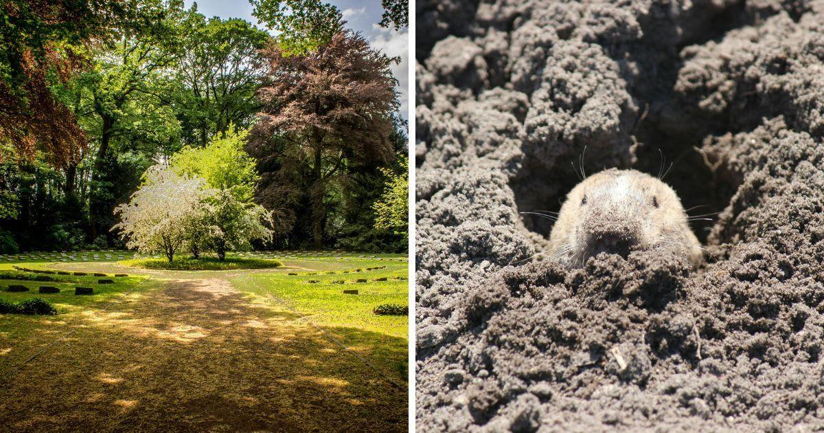 (L) Green-leafed trees in a huge garden. (R) Gopher hiding in a hole (Representative Cover Image Source: Pexels | (L) Lalesh Aldarwish, (R) Reagan Ross)