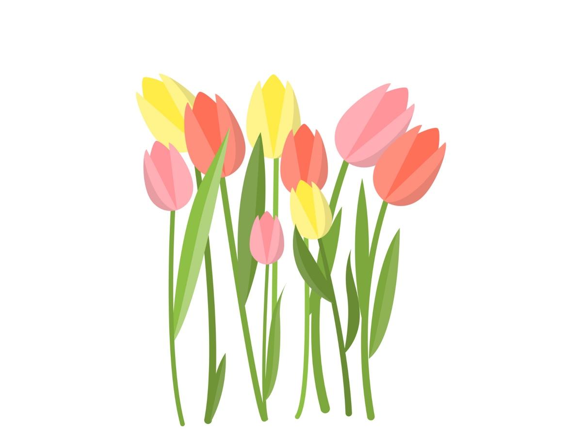 Illustration of tulips