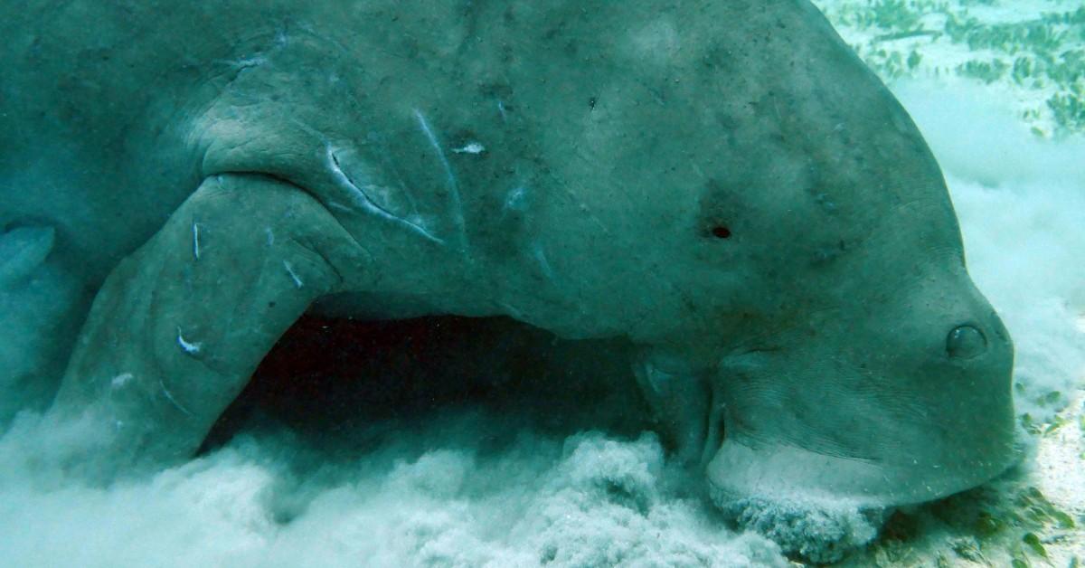 A dugong stirs up the seafloor foraging for food