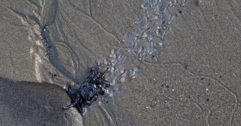What are the effects of offshore drilling on marine life?