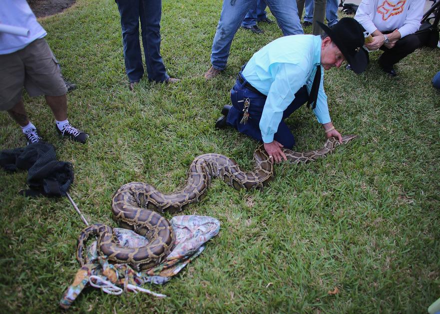 Python being displayed