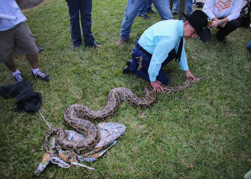 Burmese Python Are an Invasive Species in Florida