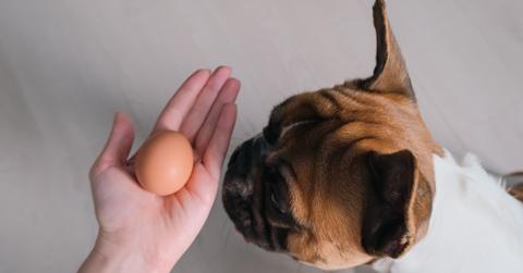 A French bulldog sniffs an egg from a human's hand.