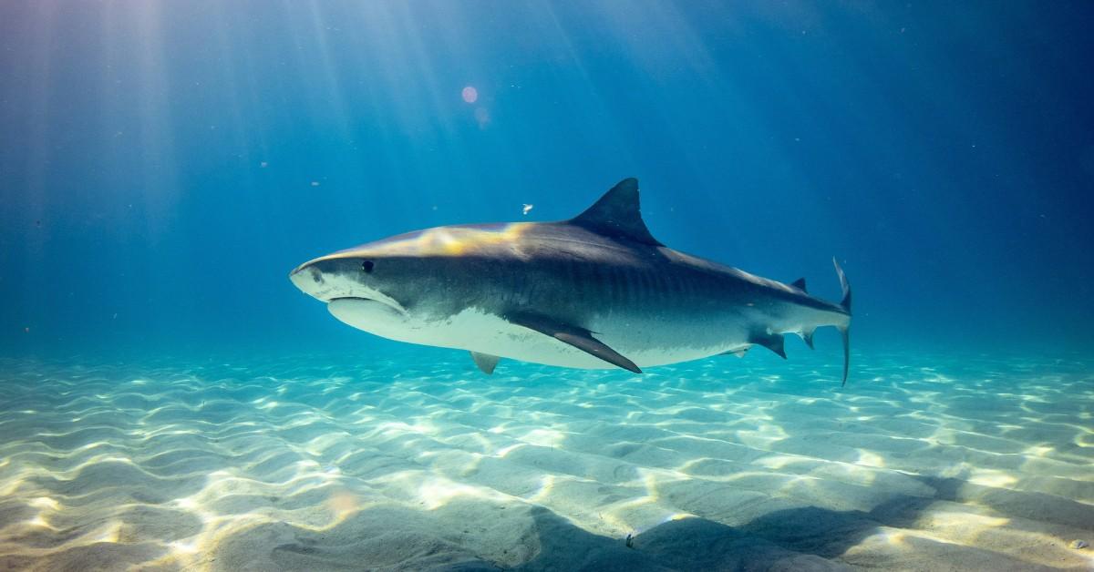 Underwater view of a shark swimming in the ocean
