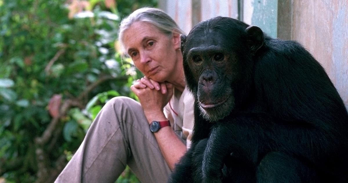 Jane Goodall and a chimpanzee outside