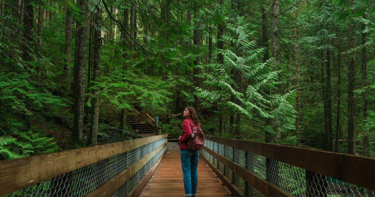 Woman walking on a forest trail encapsulated by trees (Representative Cover Image Source: Getty Images | Oleh Slobodeniuk)