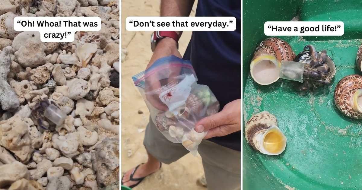 A man strolling on a beach in Japan offers free fancy housing options to a hermit crab who's wearing a plastic shell (Cover Image Source: TikTok | @kylesthenix)