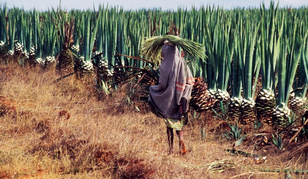 A woman carries sisal leaves on a plantation near Ambovombe, Madagascar