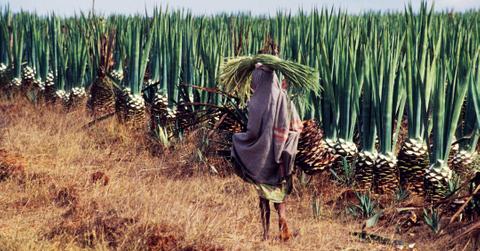 A woman carries sisal leaves on a plantation near Ambovombe, Madagascar