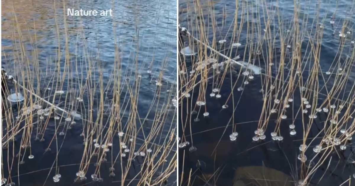 Screenshots of a rare ice formation in a lake. (Cover Image Source: Instagram | @sofiearfwidsonvon)