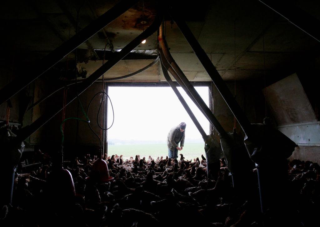 A poultry farmer is pictured inside a dark chicken shed where hundreds of chickens await feeding.