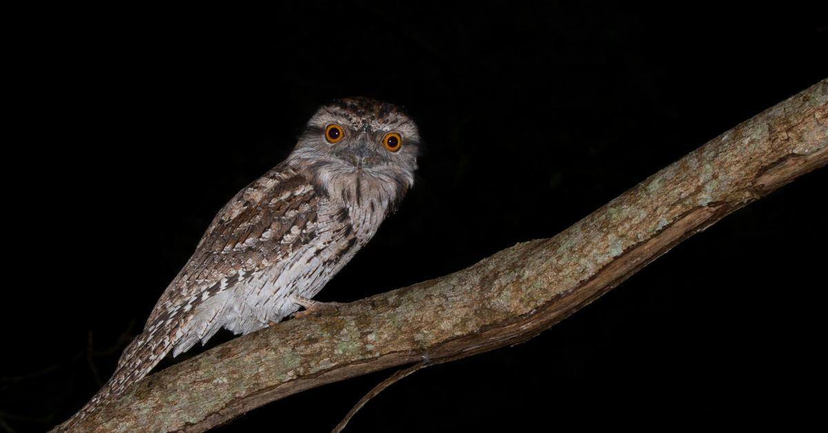 An owl sits on a branch in the middle of the night