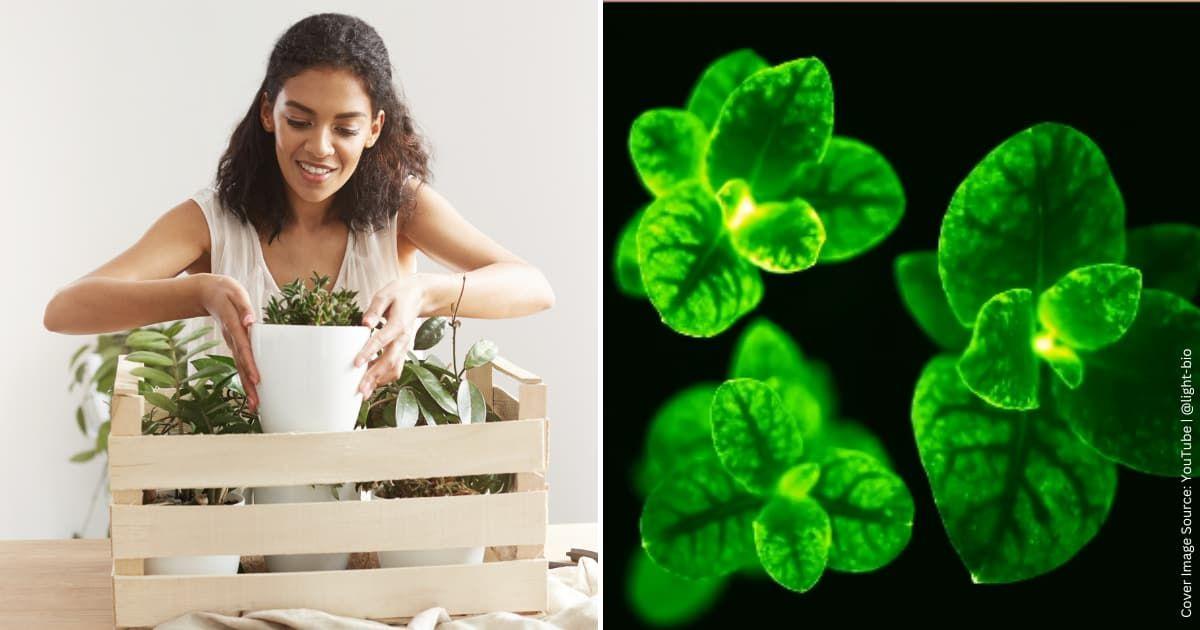 (L) A woman bringing home a new houseplant. (Representative Cover Image Source: Freepik | Cookie_studio) | (R) Plants in a pot give off a surreal green glow in the dark. (Cover Image Source: YouTube | @light-bio)