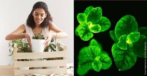 (L) A woman bringing home a new houseplant. (Representative Cover Image Source: Freepik | Cookie_studio) | (R) Plants in a pot give off a surreal green glow in the dark. (Cover Image Source: YouTube | @light-bio)