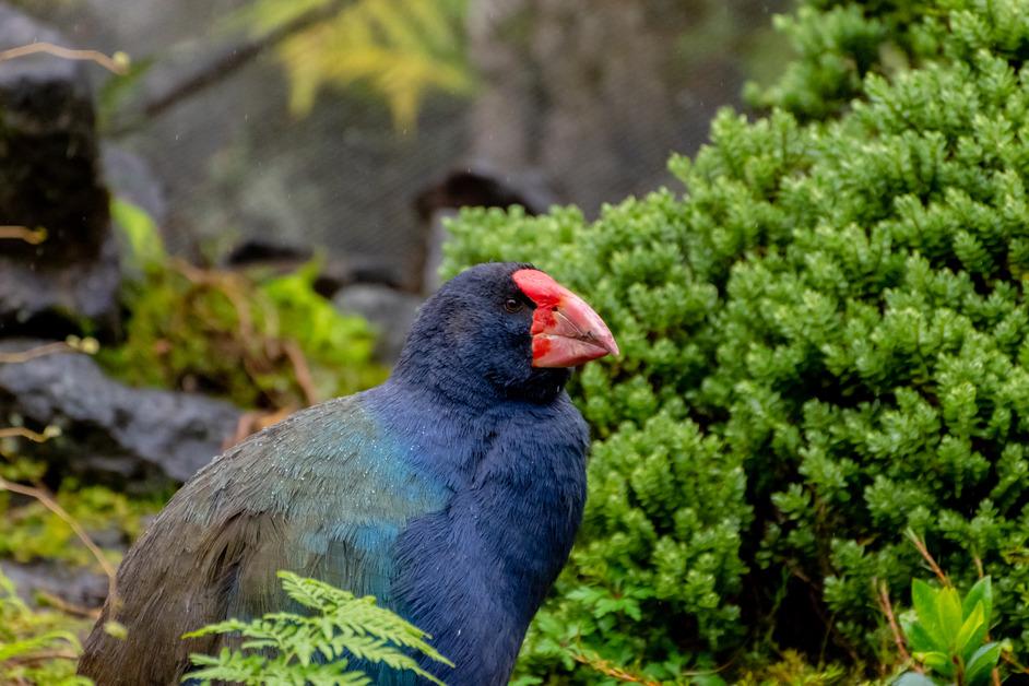 A fully grown takahē, a bird with a red beak and blue iridescent feathers, sitting in front of a green shrub.