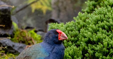 A fully grown takahē, a bird with a red beak and blue iridescent feathers, sitting in front of a green shrub.
