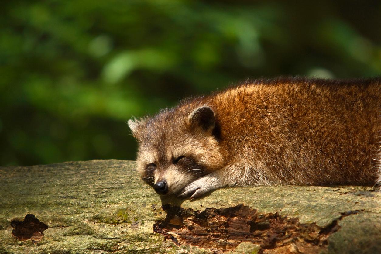 A raccoon sleeps atop a tree in the forest.