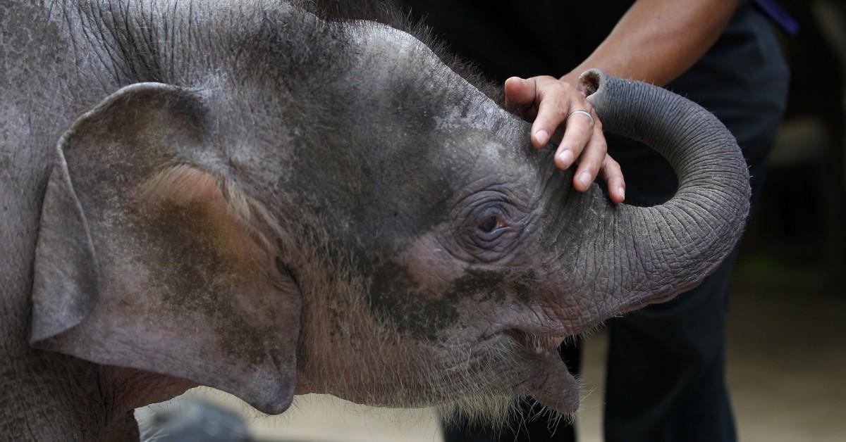 Joe, the Borneo elephant getting pet on the trunk