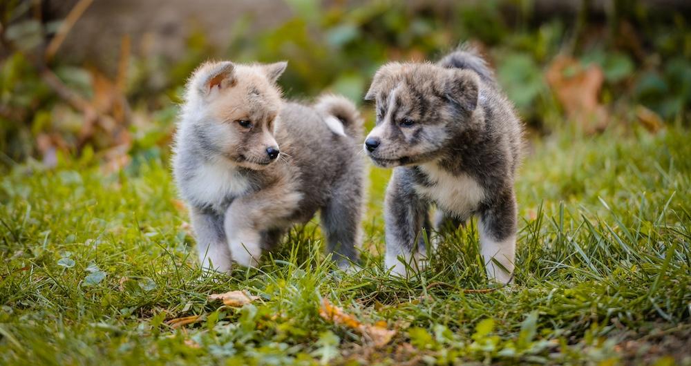 Two gray Akita Inu puppies walking outside. 